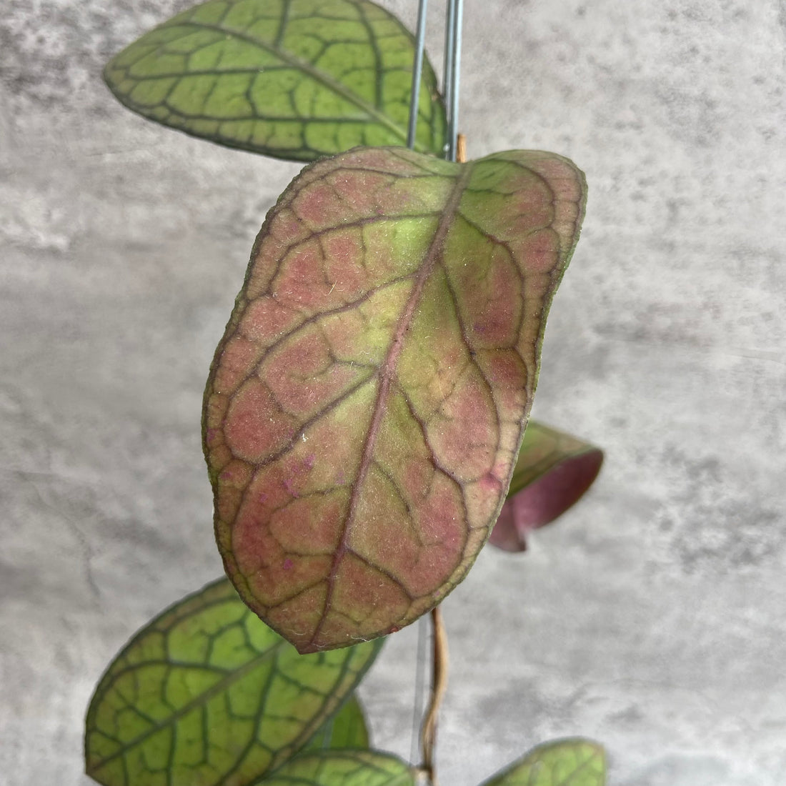 RP61-10	Hoya SP Tanggamus Red