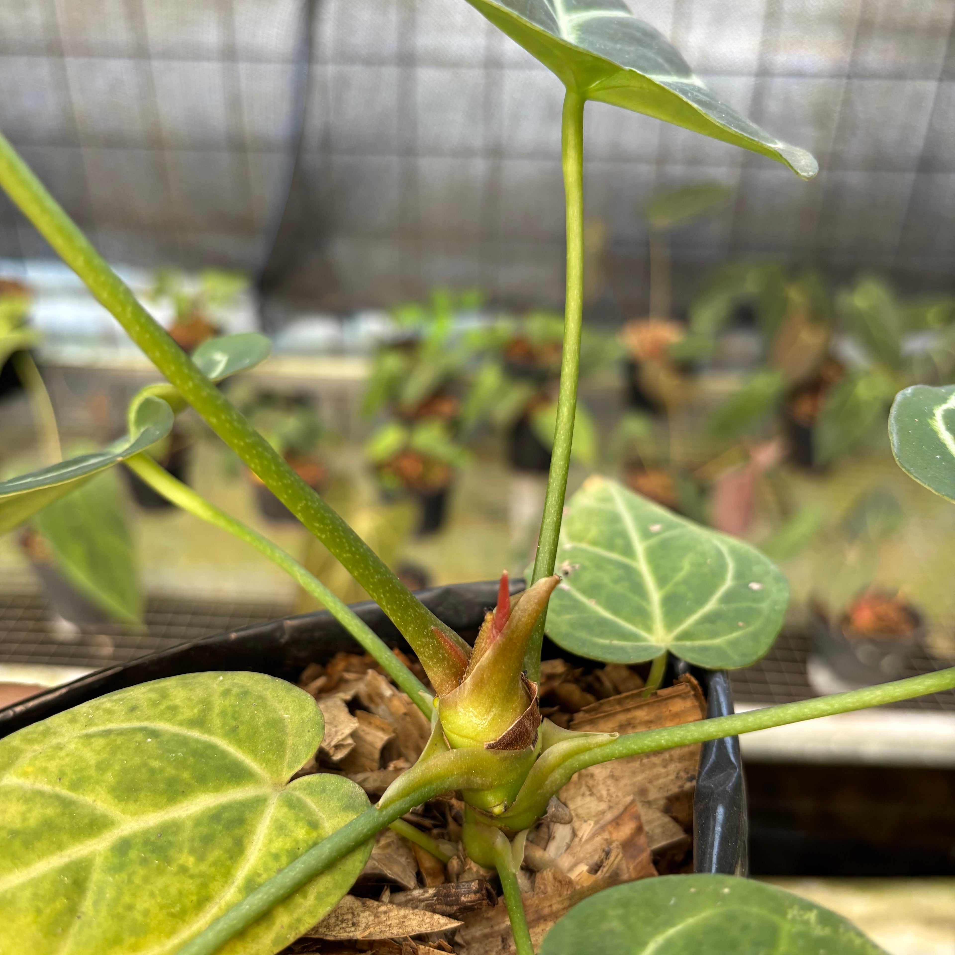 RP18-9 Anthurium Papilillaminum x Magnificum