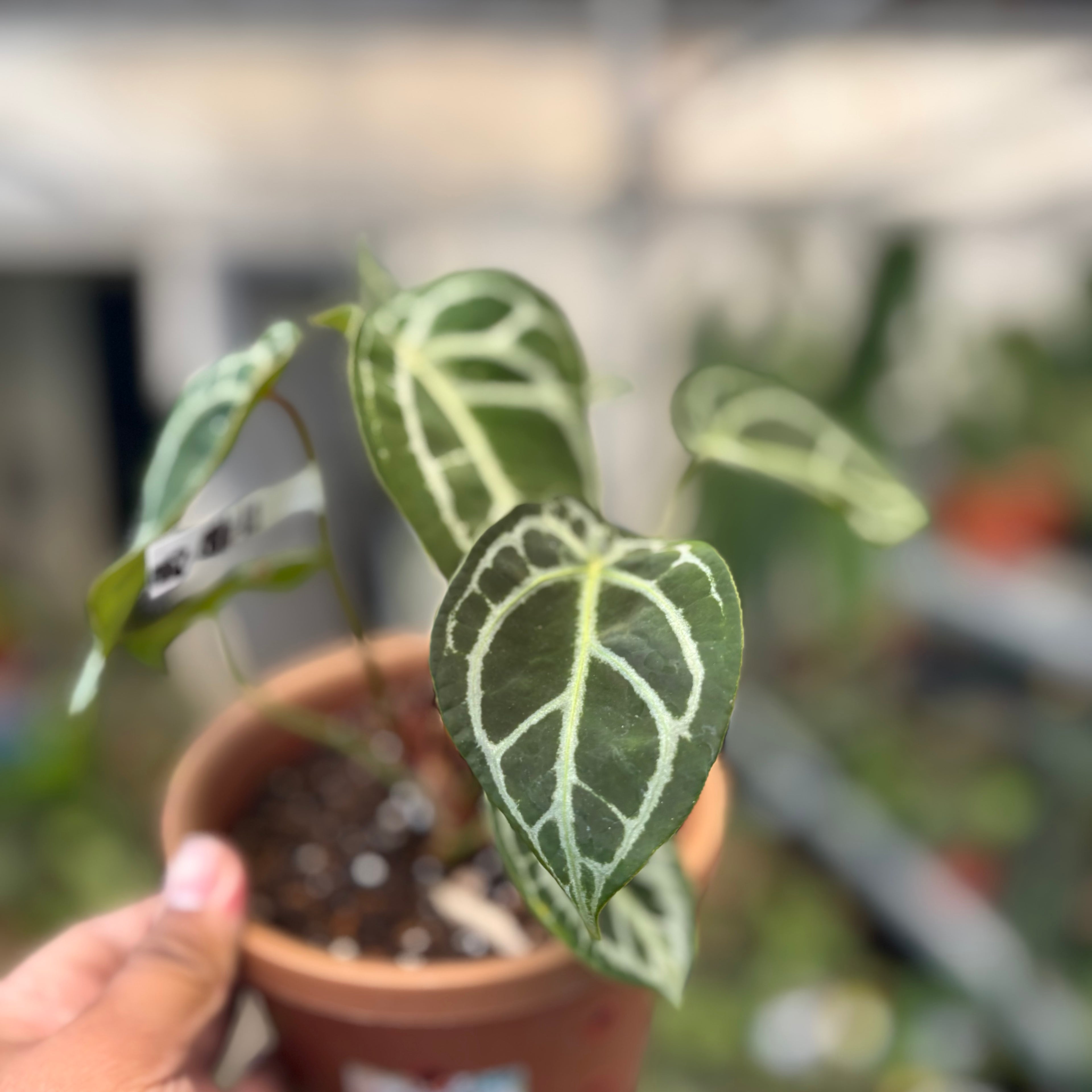 Anthurium Silver Forgetii