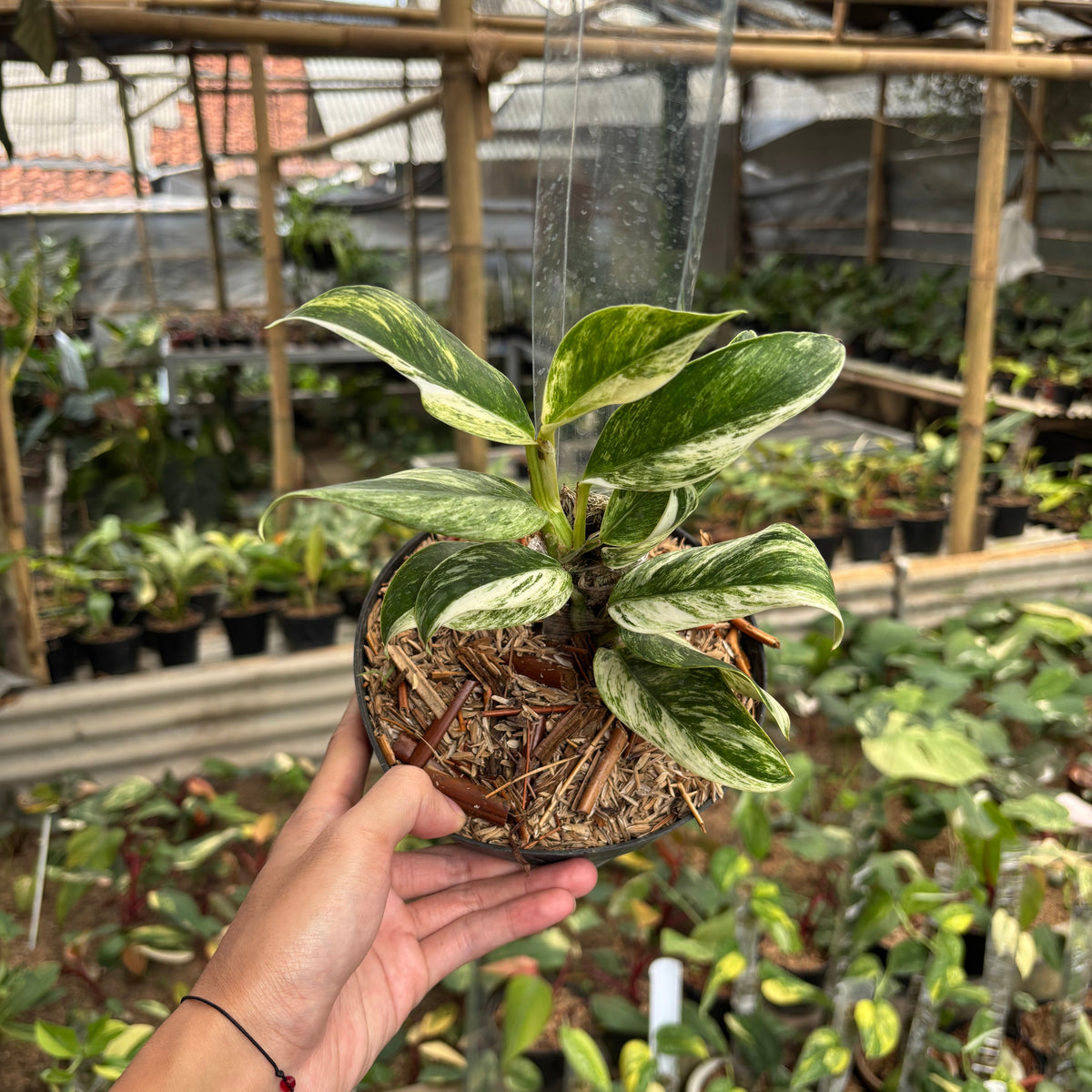 Rhaphidophora Elliptifolia Variegated