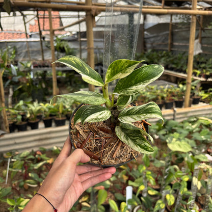 Rhaphidophora Elliptifolia Variegated