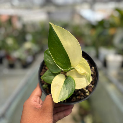 Scindapsus Moonlight Albo Variegated