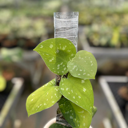 Scindapsus Sentarum