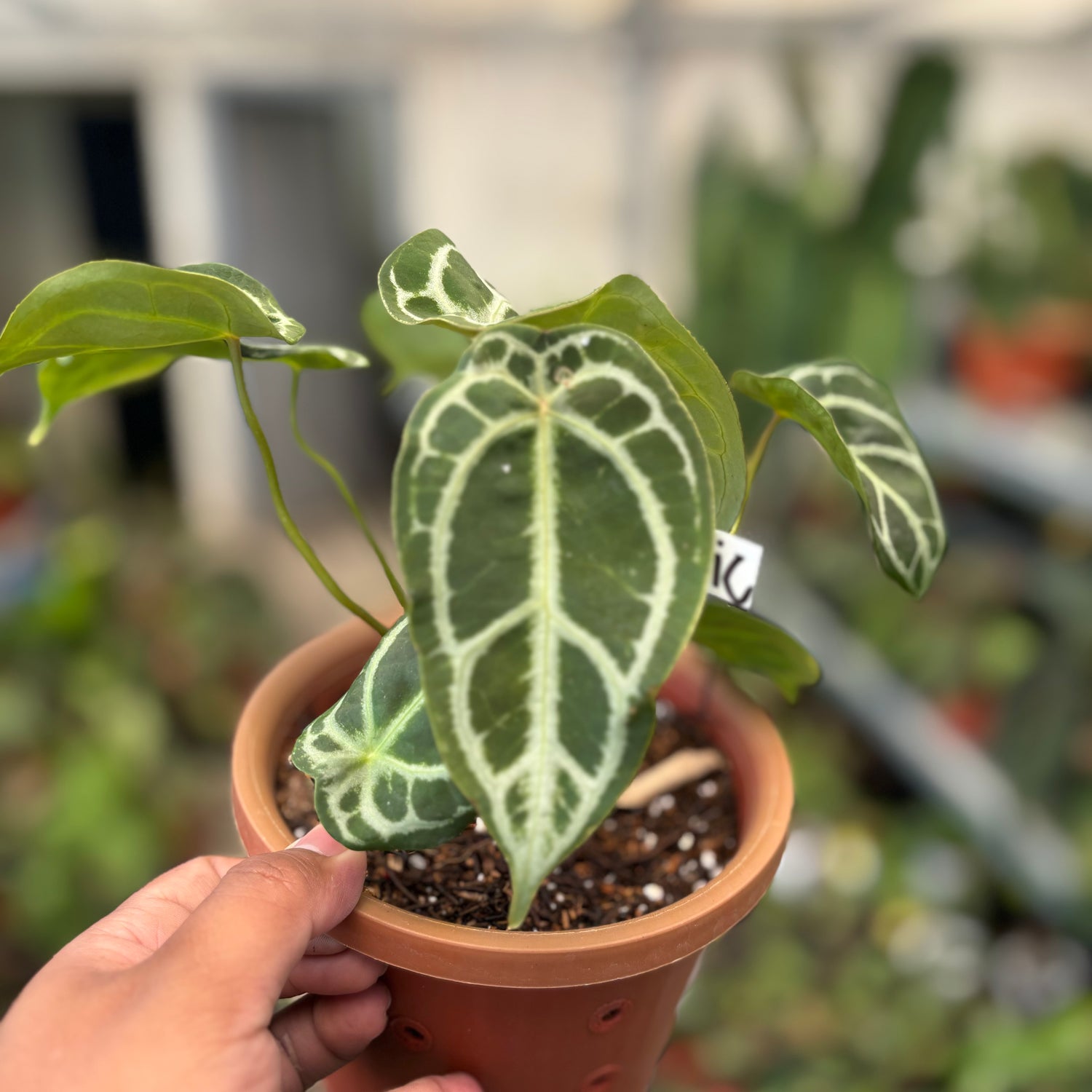 Anthurium Silver Forgetii