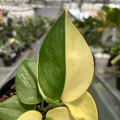 Scindapsus Moonlight Albo Variegated