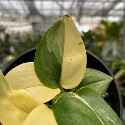 Scindapsus Moonlight Albo Variegated