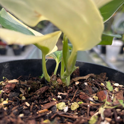 Scindapsus Moonlight Albo Variegated