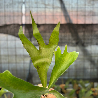 RP25-9 Platycerium Walichii