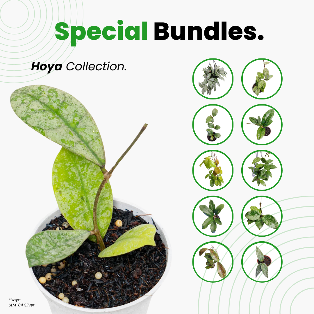 Hoya Special Bundle