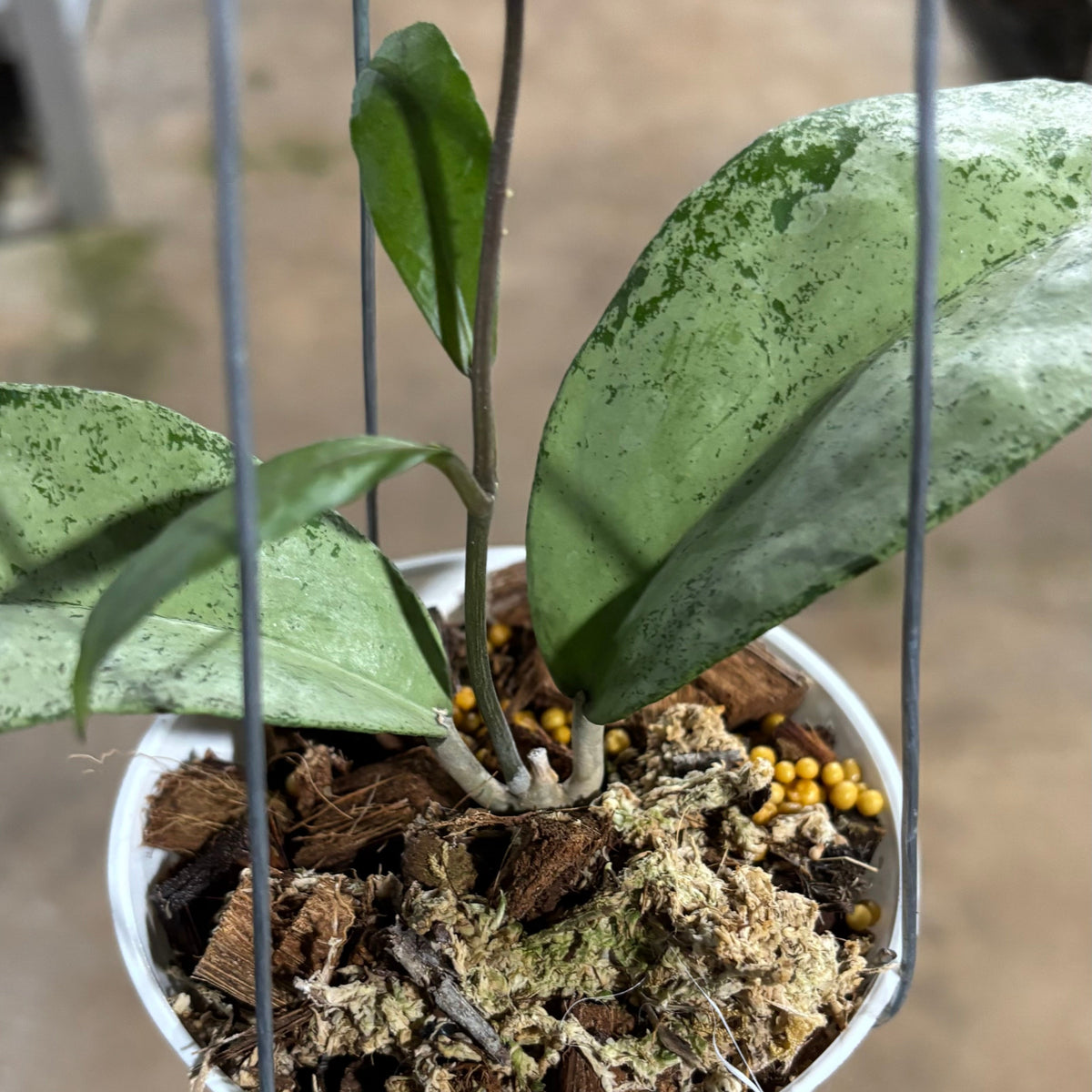 Hoya AFF Emperor