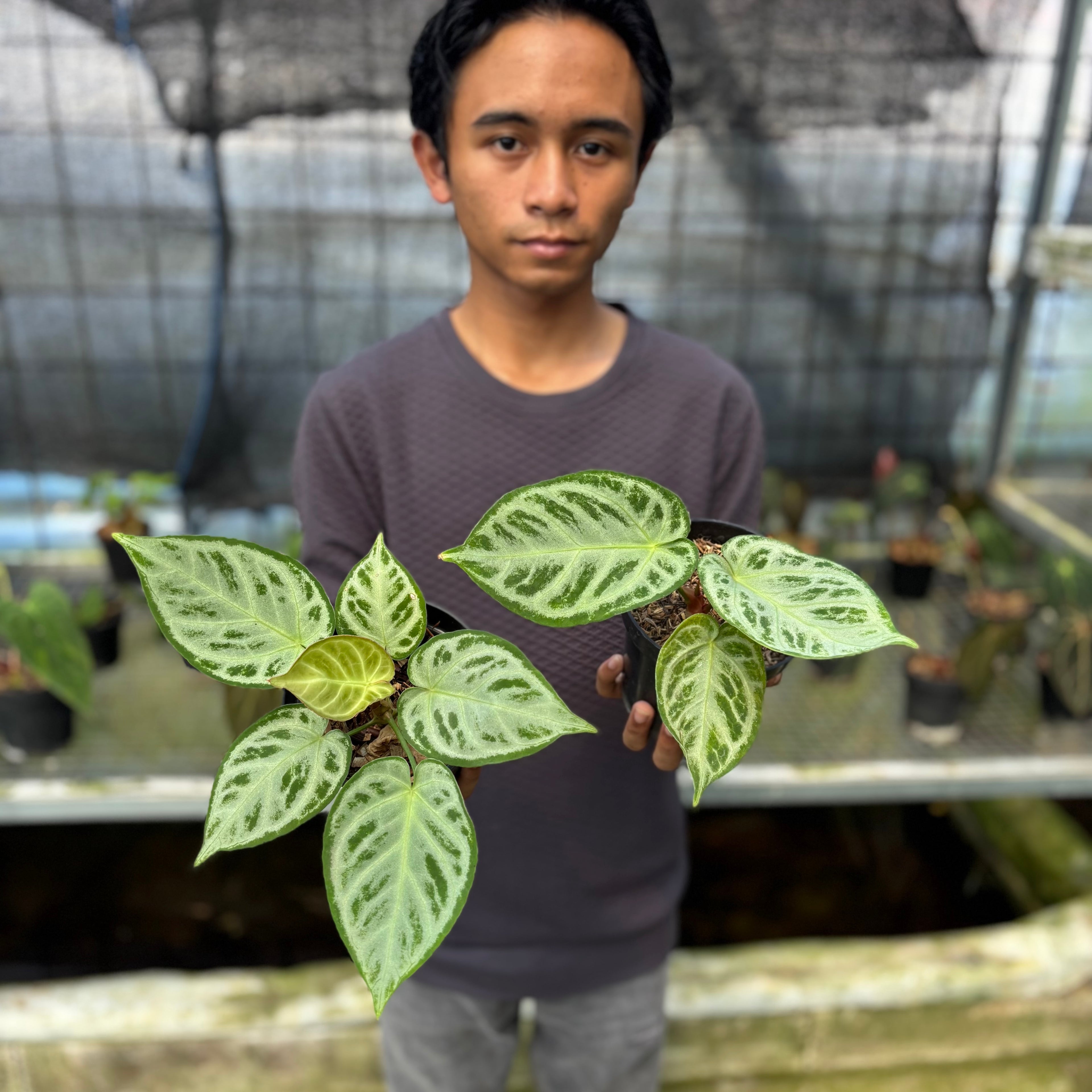 RP7-9 Anthurium Silver Chrome Full Silver (2 pcs)