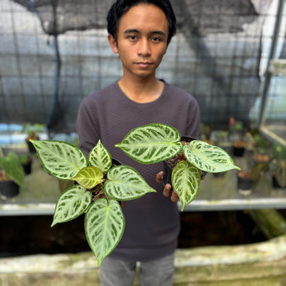 RP7-9 Anthurium Silver Chrome Full Silver (2 pcs)