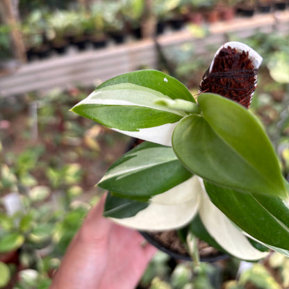 Scindapsus Treubii Albo