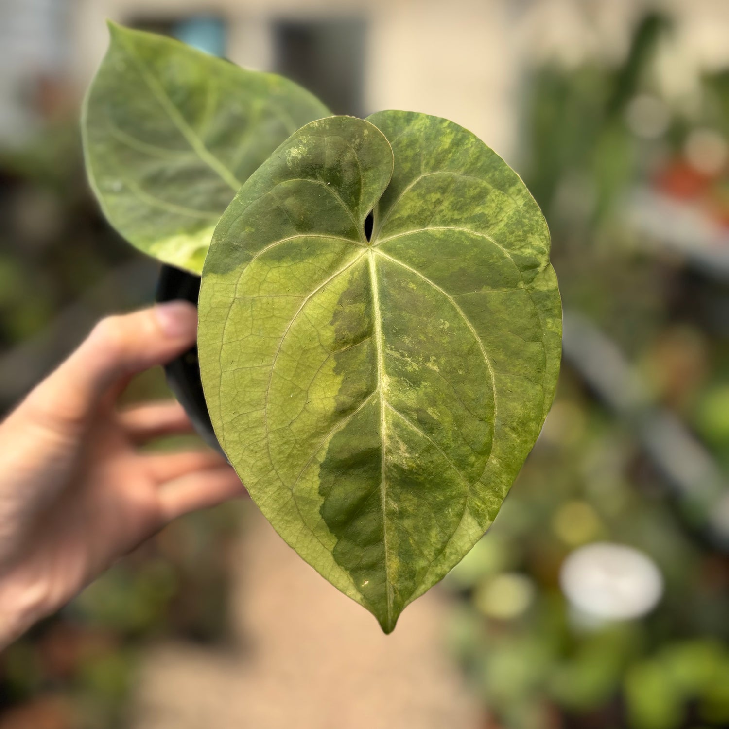 Anthurium Luxurians Indonesia Type x Dorayaki Vatiegated