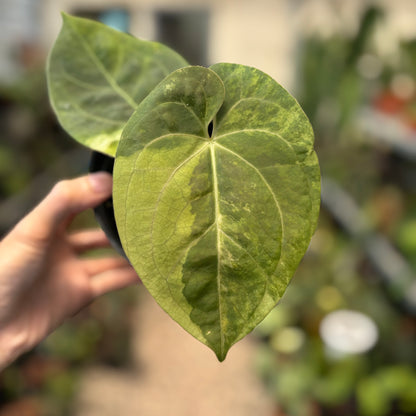 Anthurium Luxurians Indonesia Type x Dorayaki Vatiegated