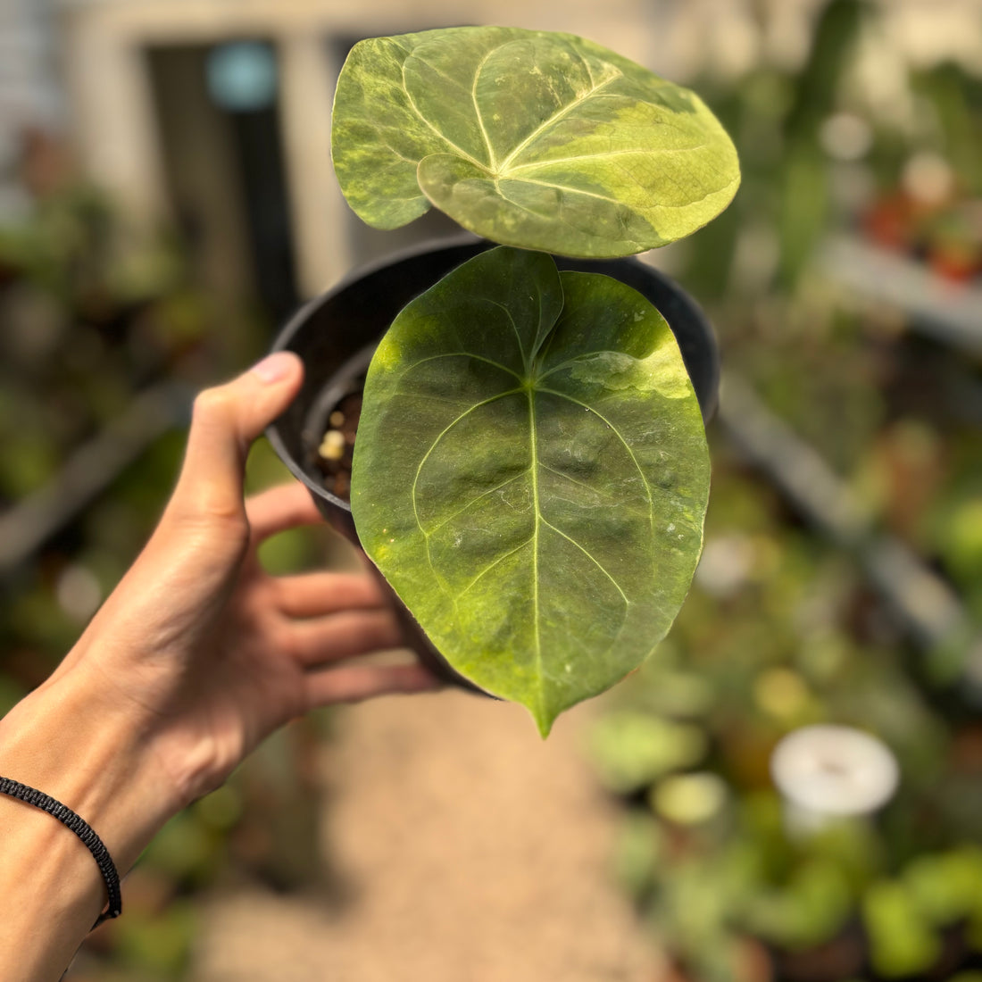 Anthurium Luxurians Indonesia Type x Dorayaki Vatiegated