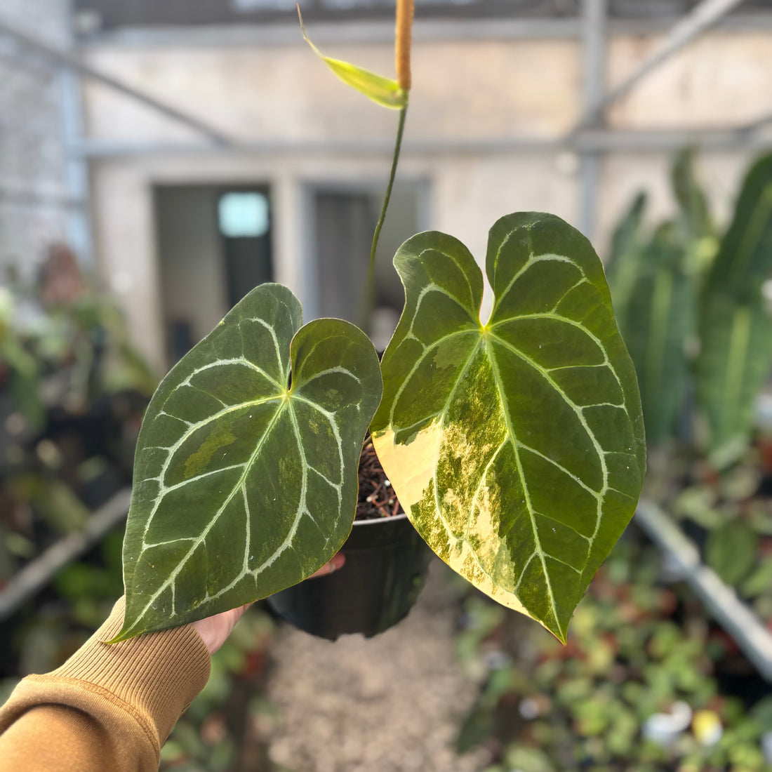 Anthurium Magnificum Variegated