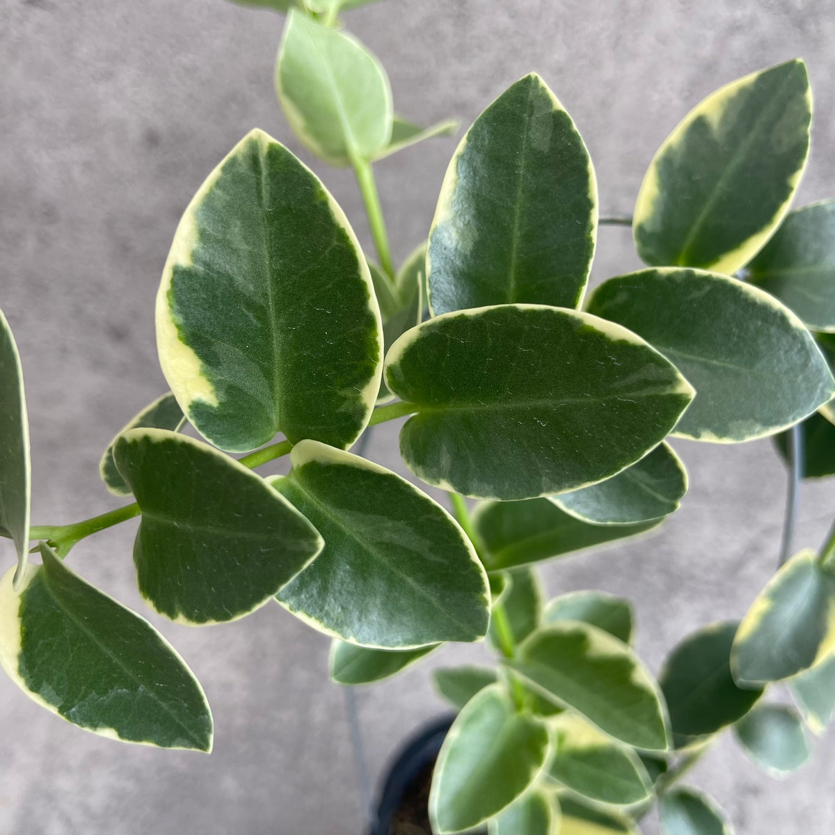 RP49-10	Hoya Cumingiana Albomarginata