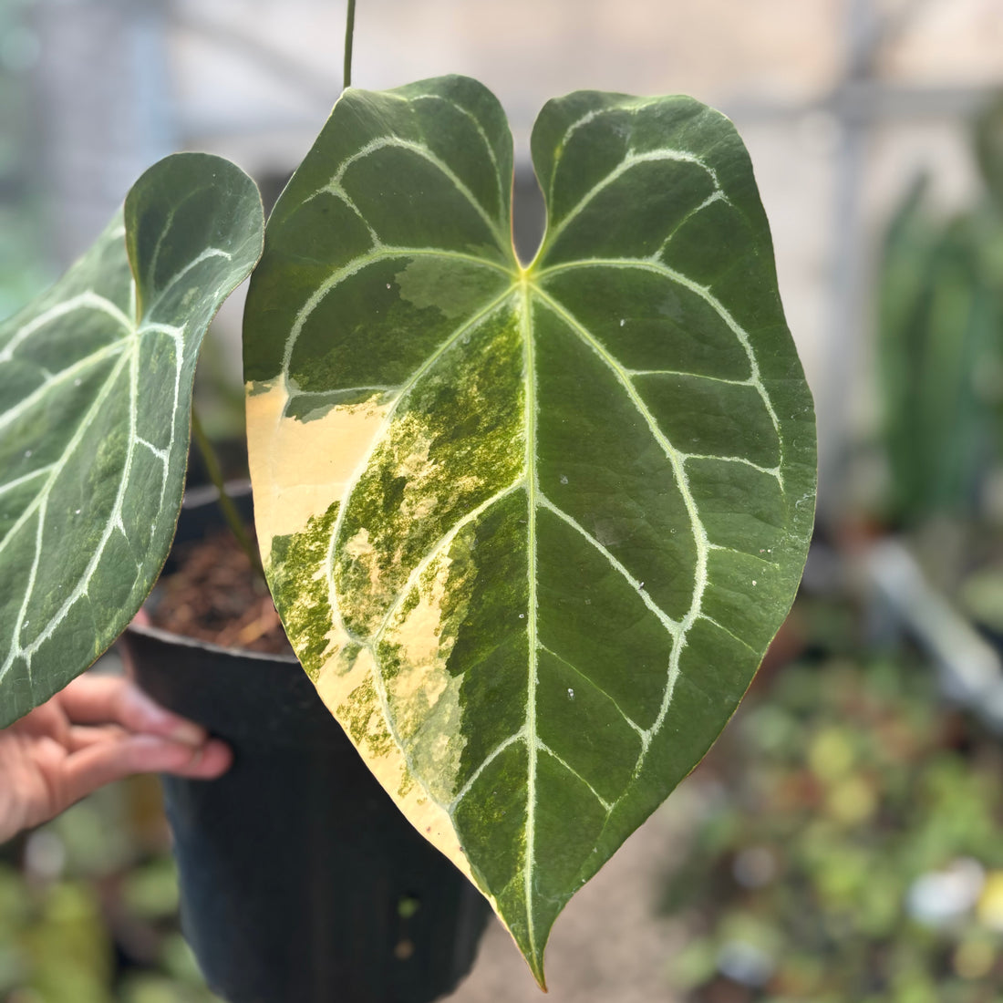 Anthurium Magnificum Variegated