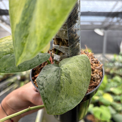 Scindapsus Nirmala