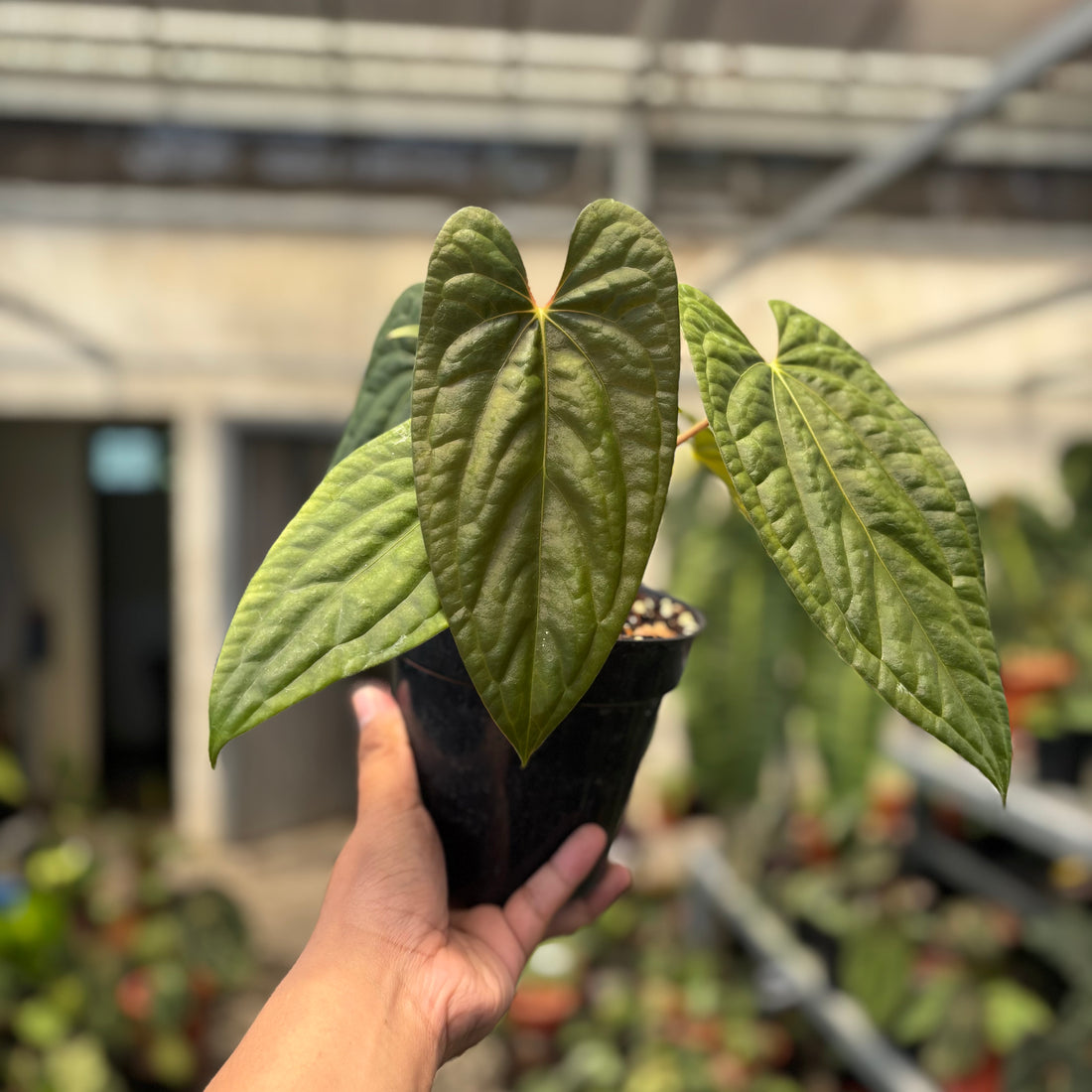 Anthurium Fort Sherman x Luxurians