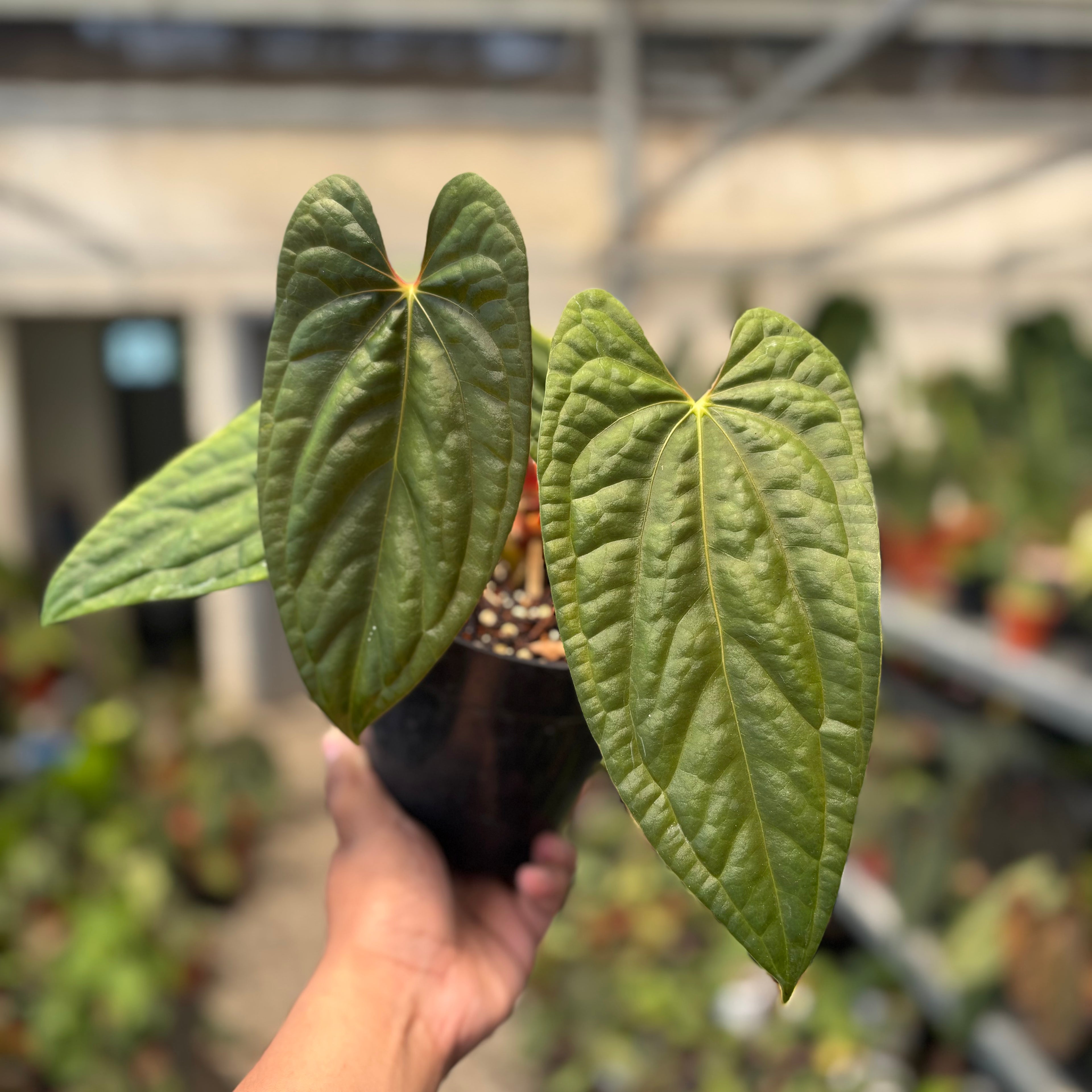 Anthurium Fort Sherman x Luxurians