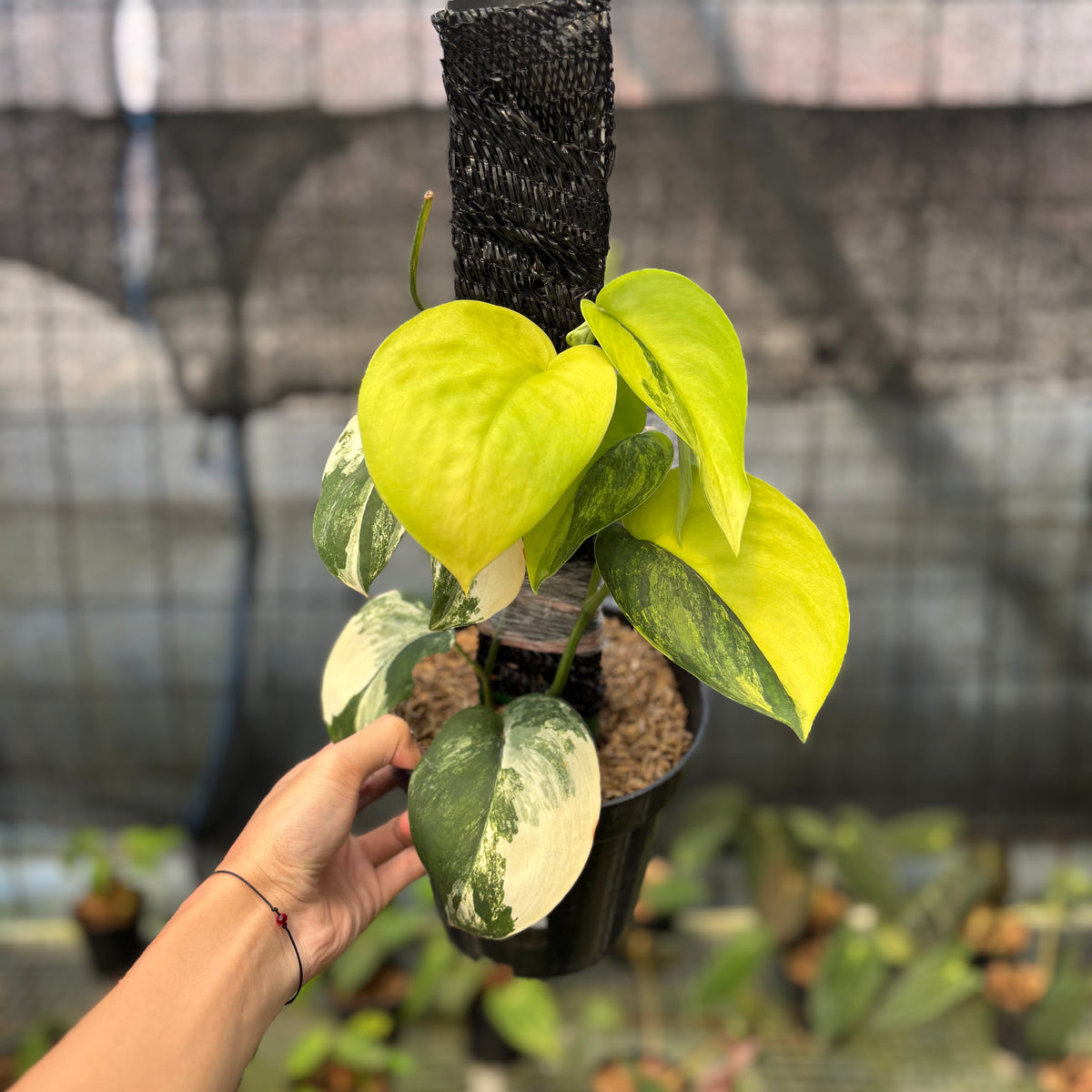 RP2-9 Scindapsus Jade Satin Variegated