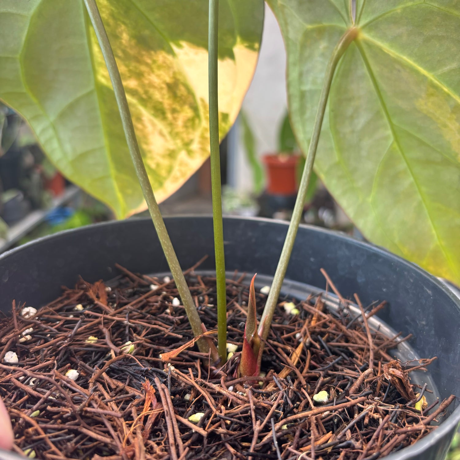anthurium magnificum for sale Anthurium Magnificum Variegated – Greenspaces.id