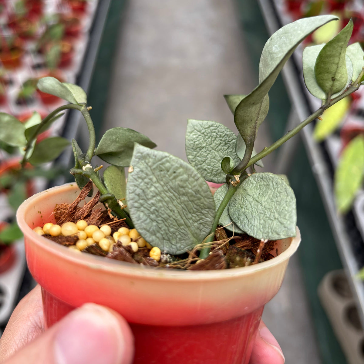 Hoya Lacunosa Orange Skin