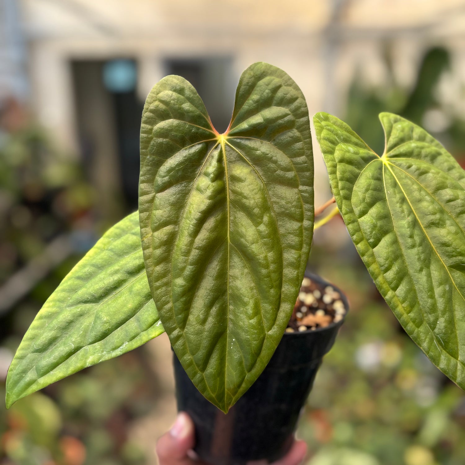 Anthurium Fort Sherman x Luxurians