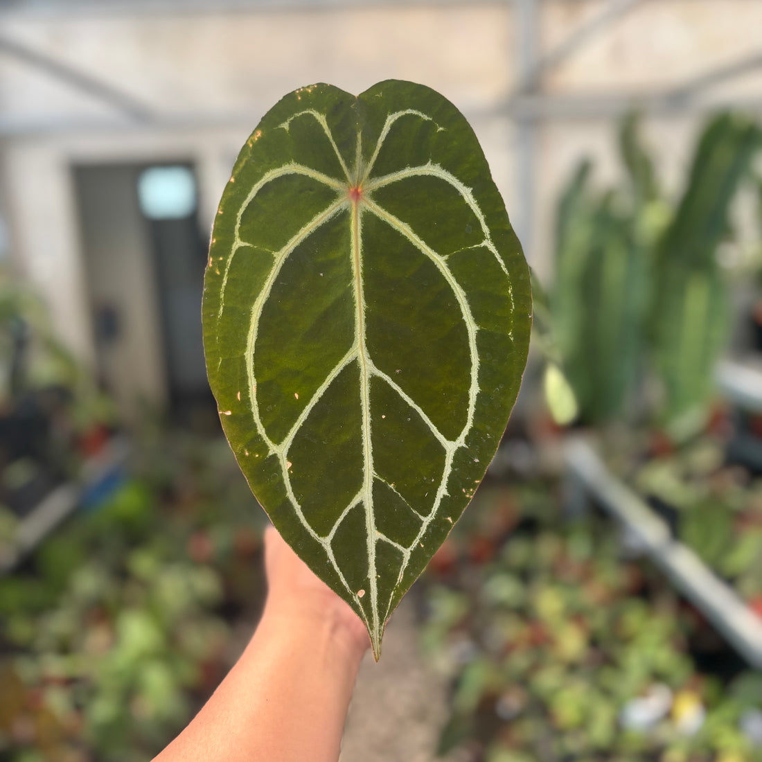 Anthurium Silver Forgetii Red Dot