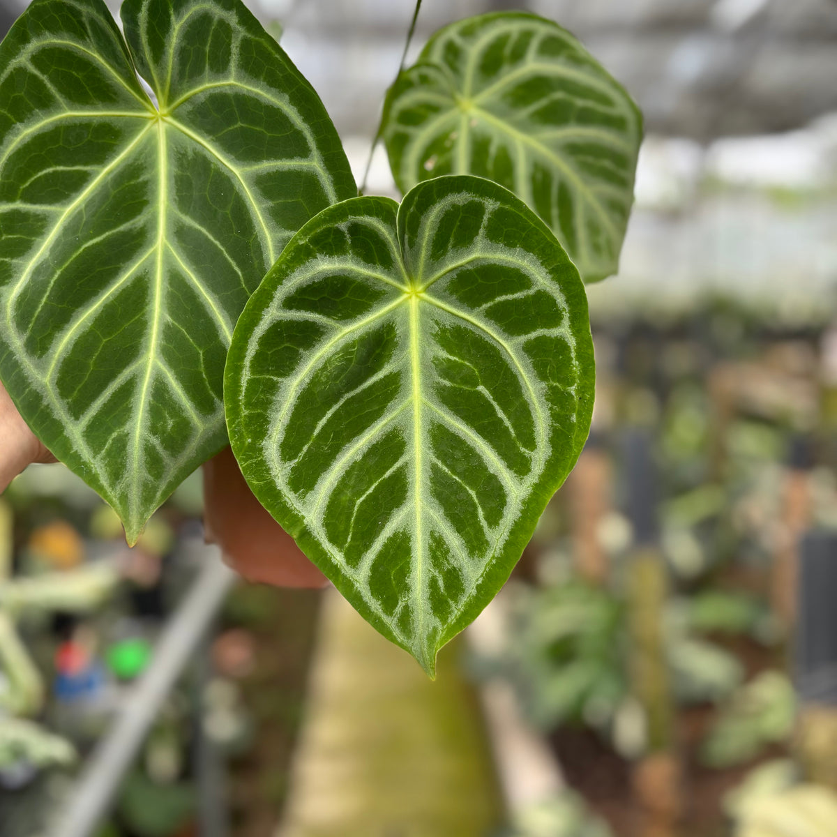 RP17-10	Anthurium Crystallinum x Domino