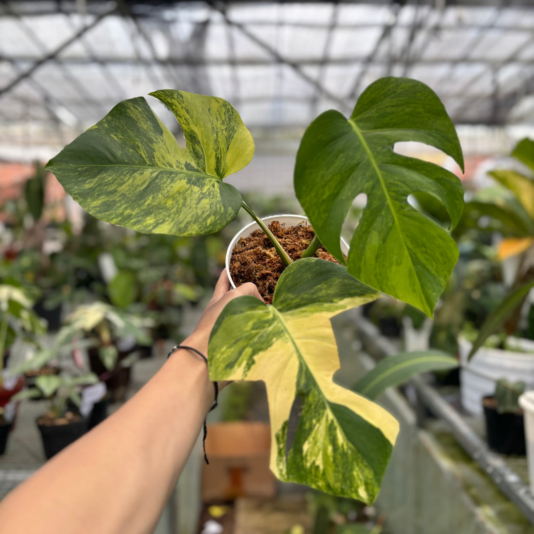 Monstera yellow variegated &quot;Marmorata&quot;