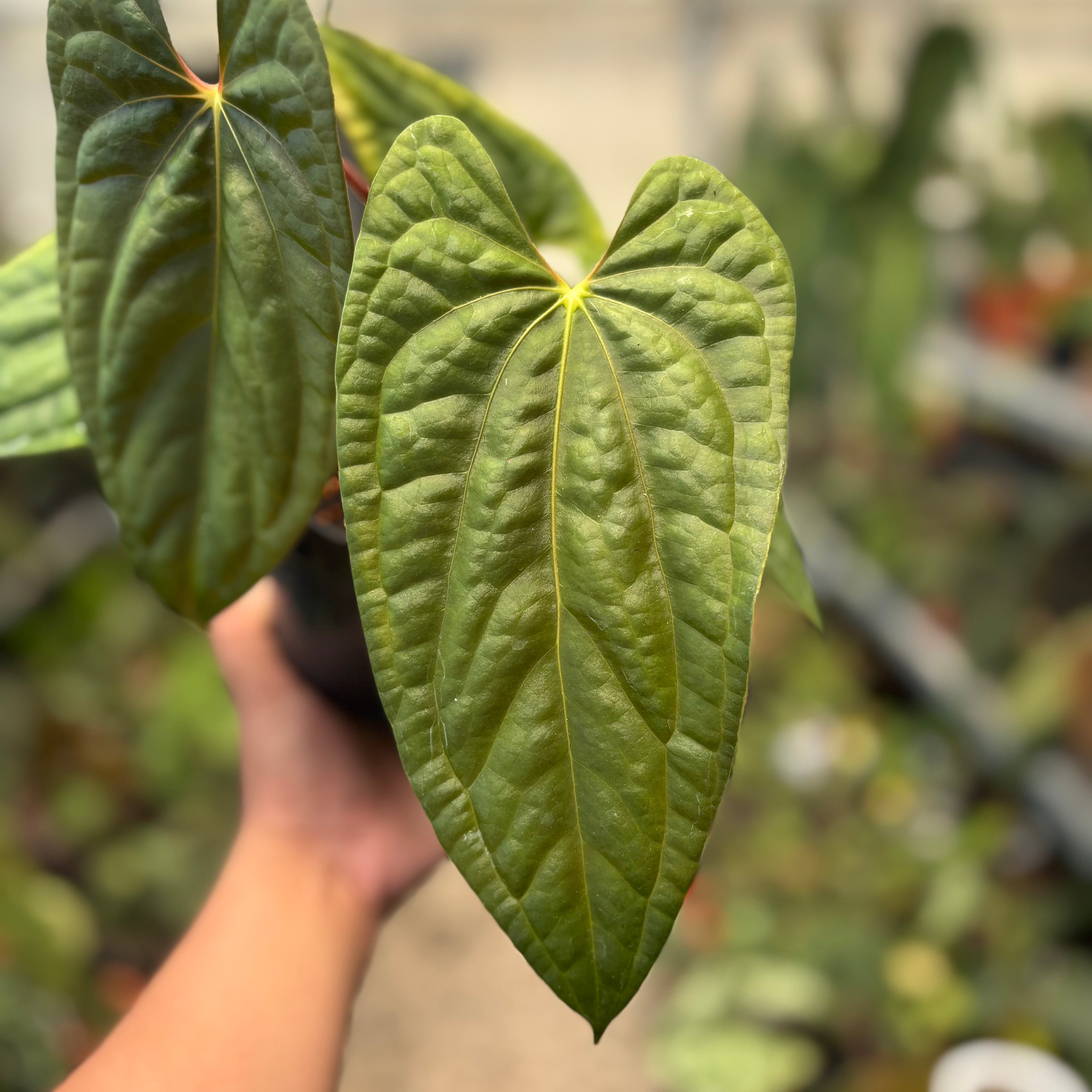 Anthurium Fort Sherman x Luxurians