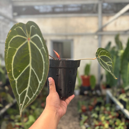 Anthurium Silver Forgetii Red Dot