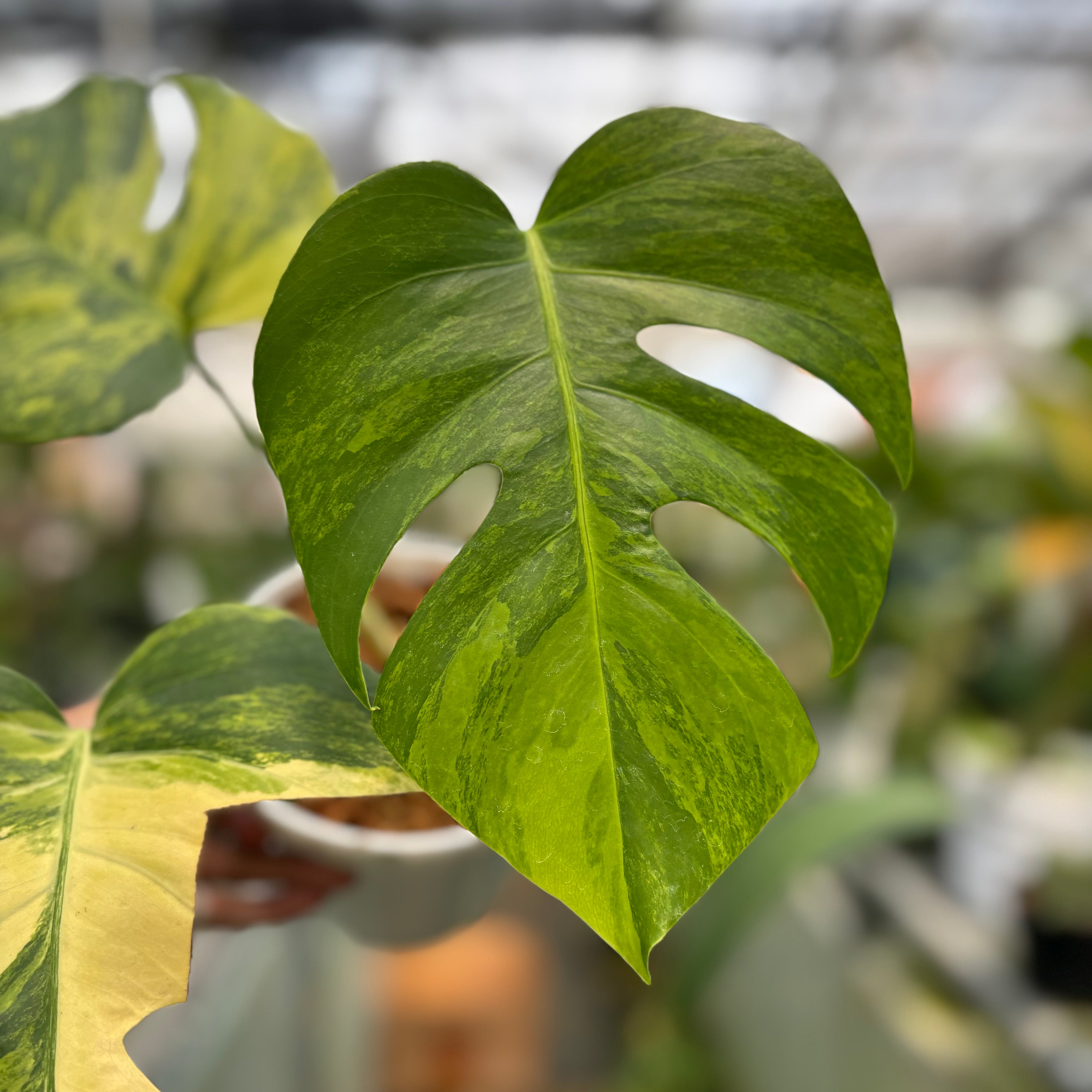 Monstera yellow variegated &quot;Marmorata&quot;