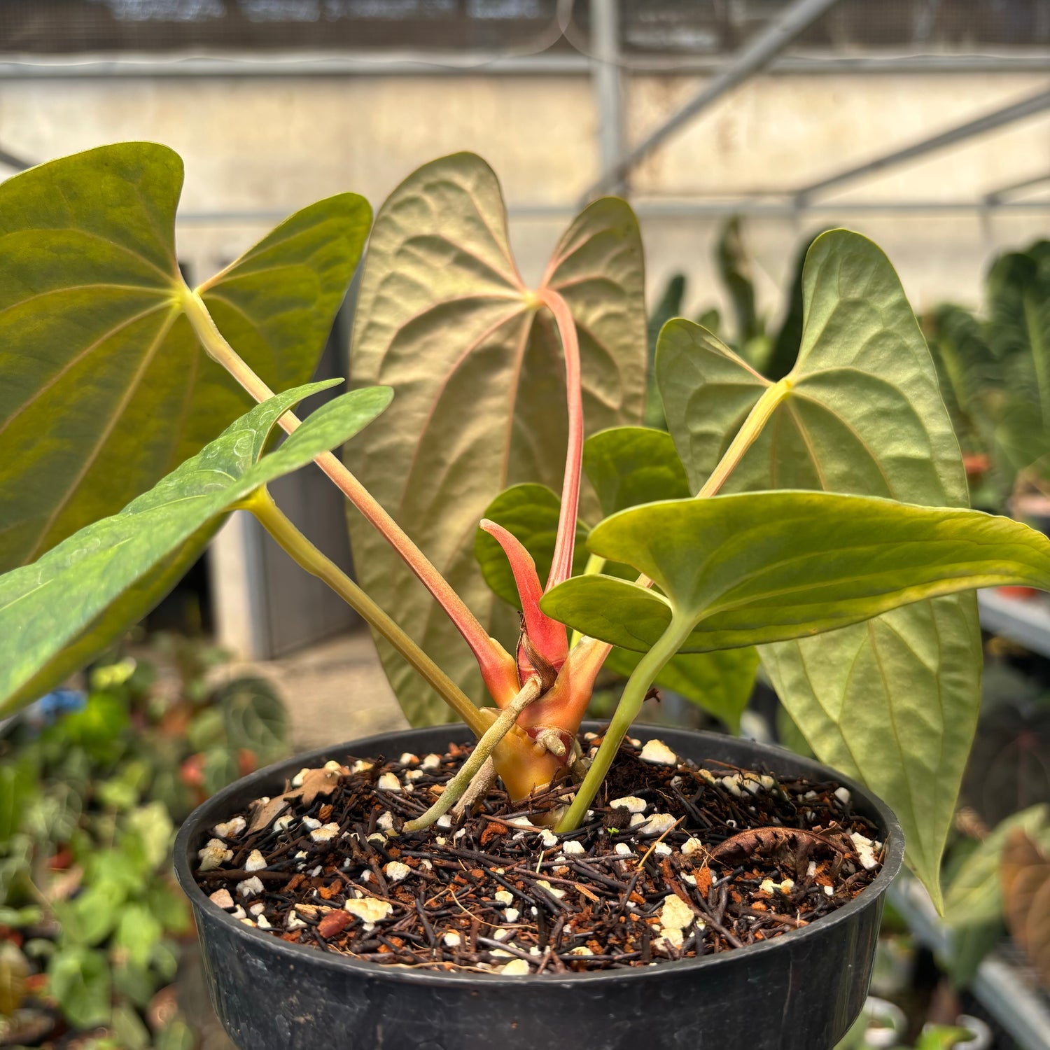 Anthurium Fort Sherman x Luxurians