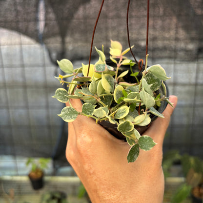 RP8-9 Hoya Curtisii Albomarginata "Tiara"