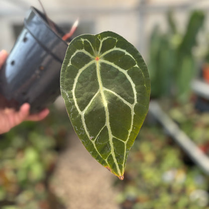 Anthurium Silver Forgetii Red Dot