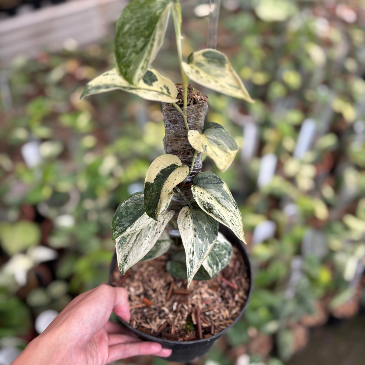 Scindapsus Exotica Albo