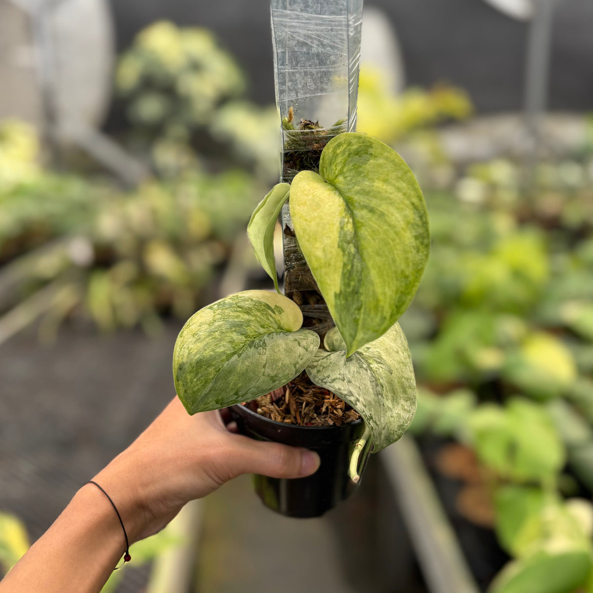 Scindapsus Nirmala