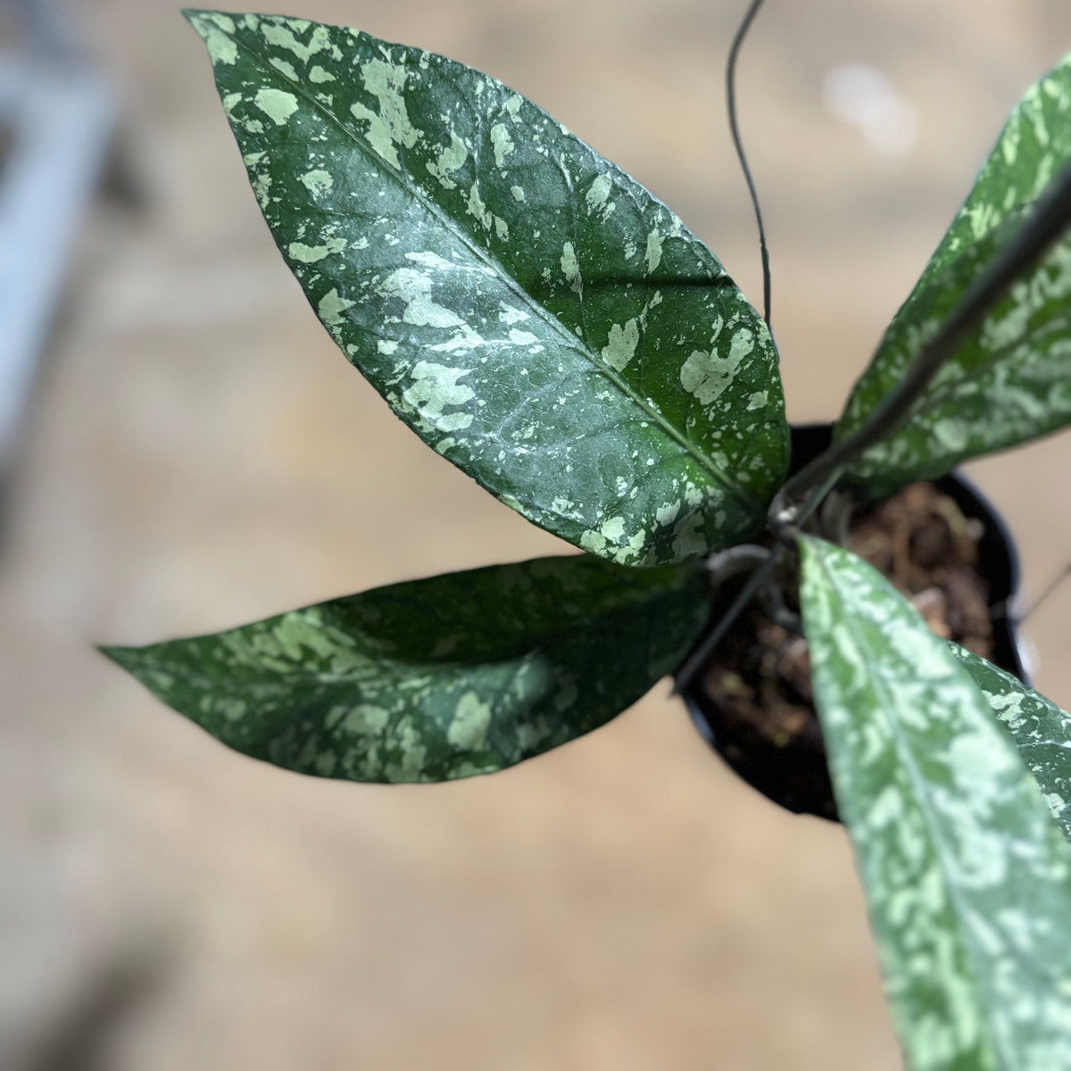 Hoya SP Aceh Lover Tears