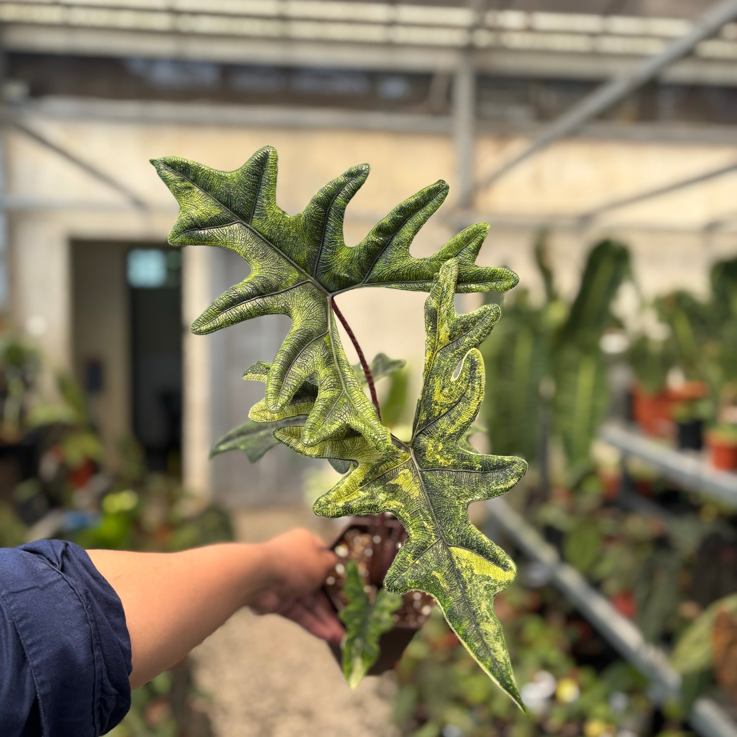 Alocasia jacklyn Variegated