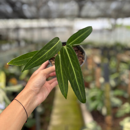 RP19-10	Anthurium Warocqueanum