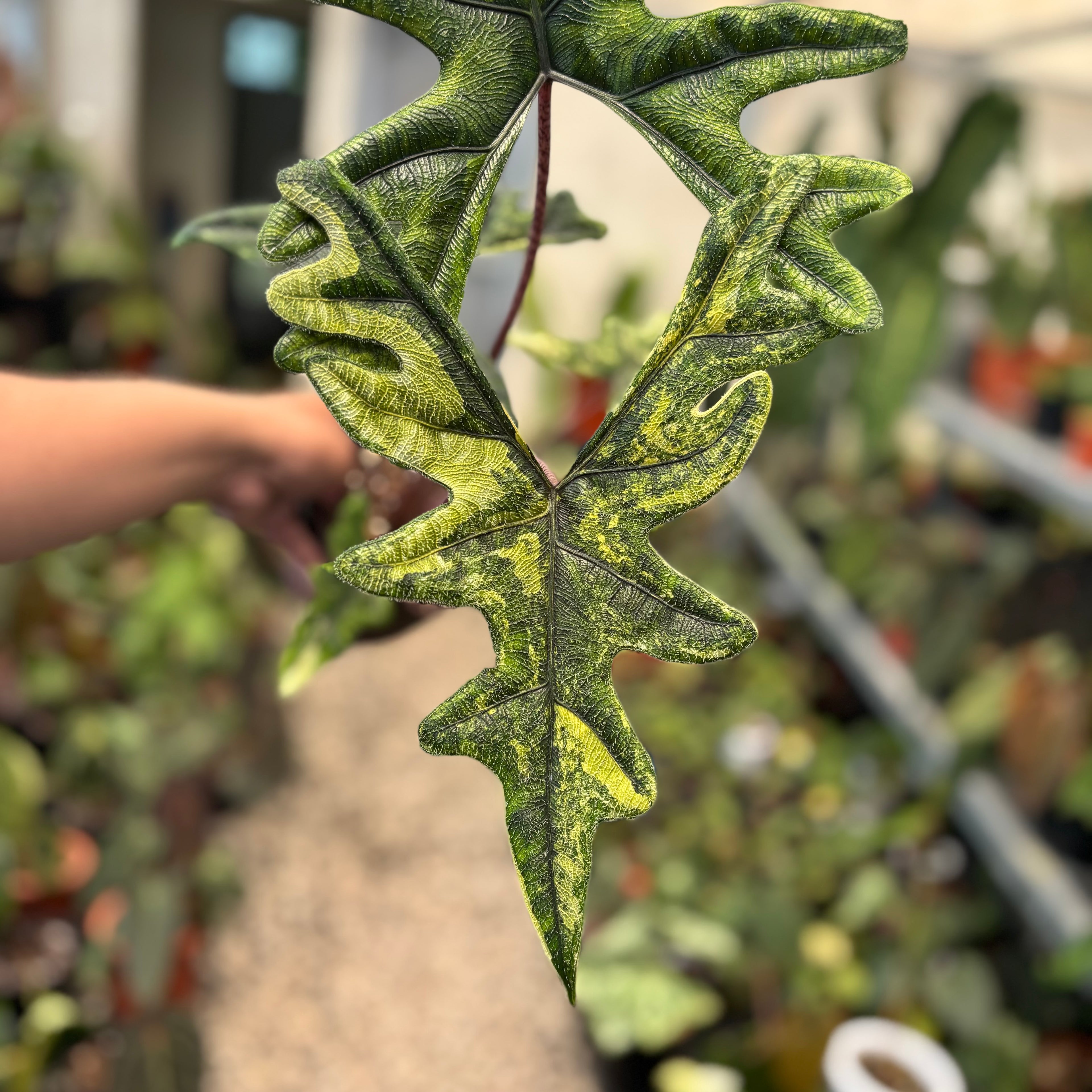 Alocasia jacklyn Variegated