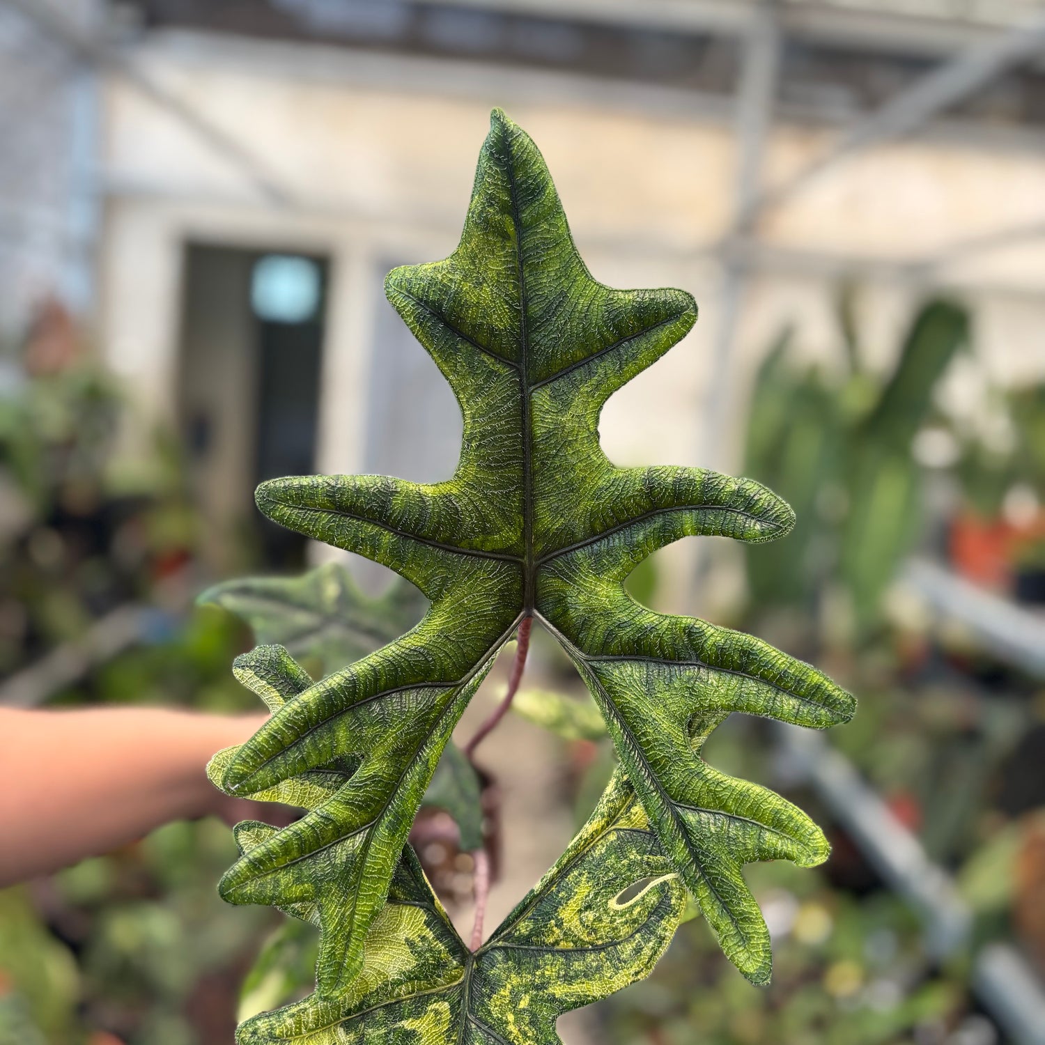 Alocasia jacklyn Variegated