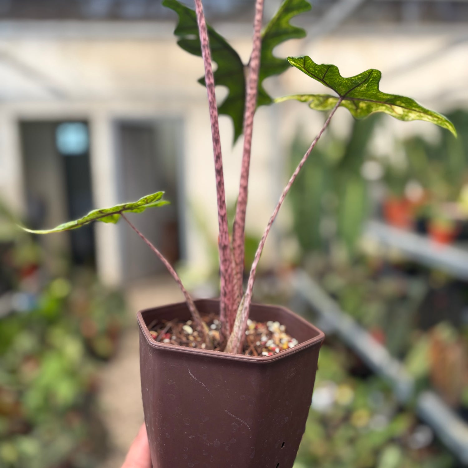 Alocasia jacklyn Variegated