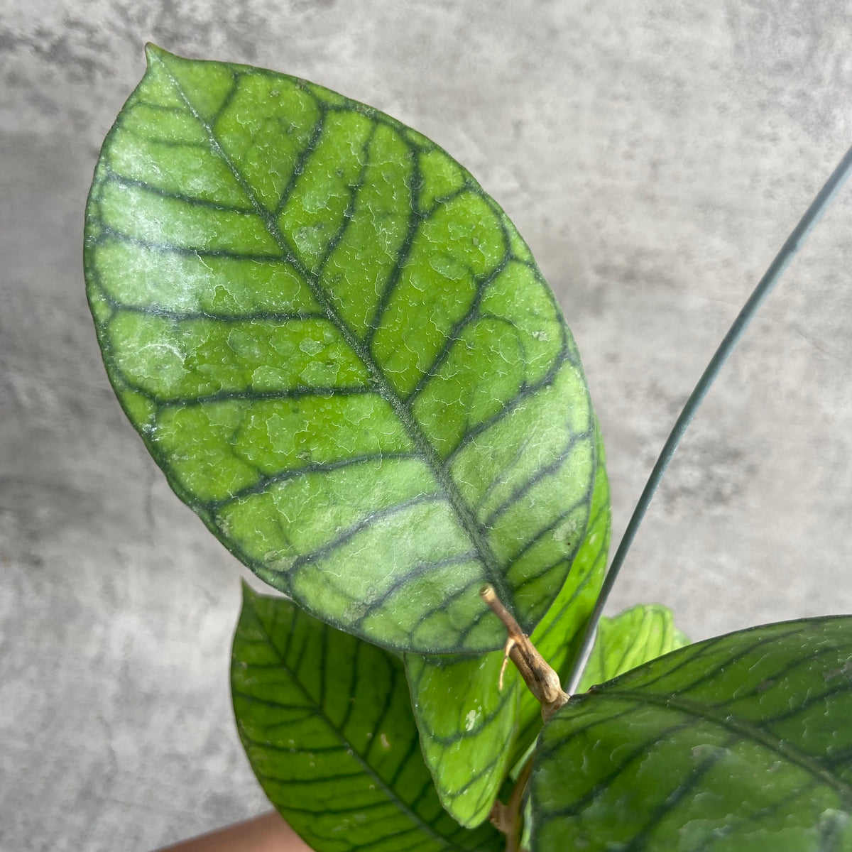 RP44-10	Hoya Callistophylla Round Leaf
