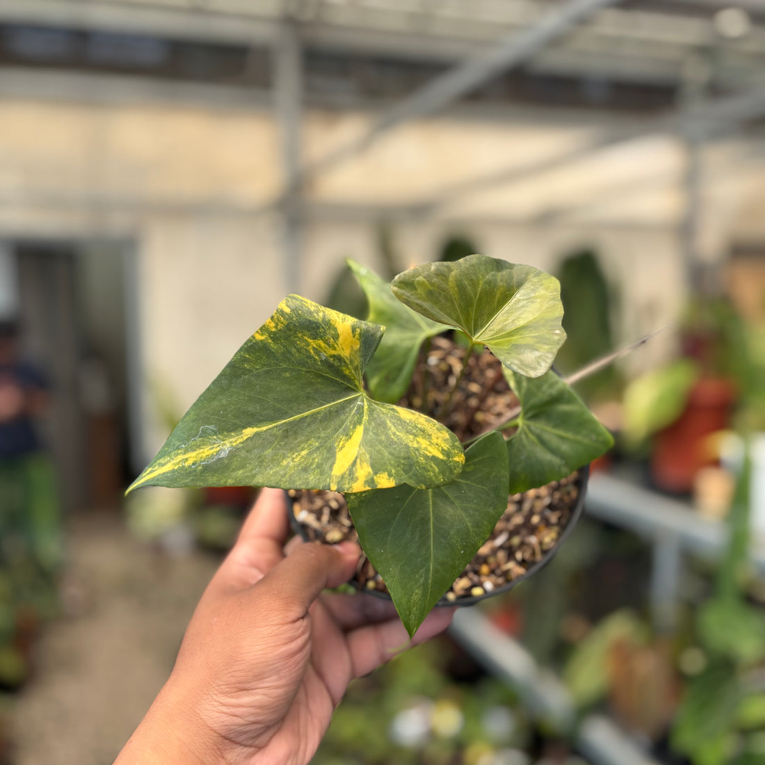 Anthurium Pterodactyl Variegated