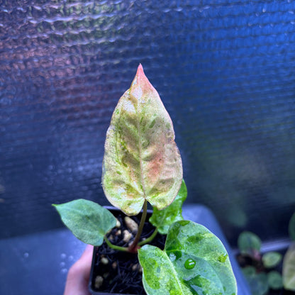 RP37-10	Anthurium Fortsherman x Darkphoenix Variegated